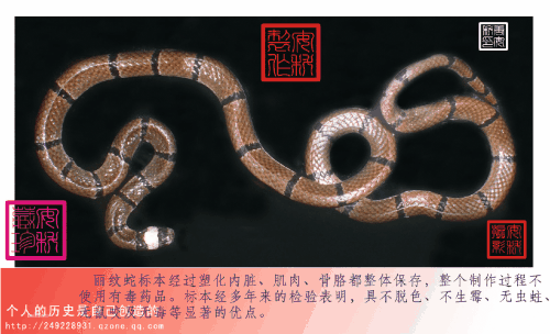 丽纹蛇图片