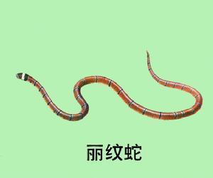 丽纹蛇图片
