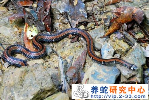 丽纹蛇图片