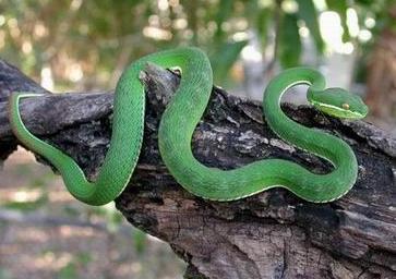 绿滇西蛇图片