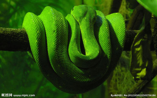 绿滇西蛇图片