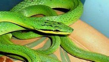 绿锦蛇图片