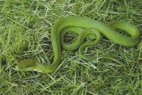 绿锦蛇图片