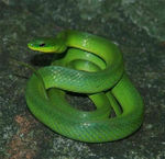 绿茸线蛇图片