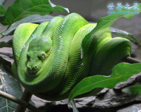 绿茸线蛇图片