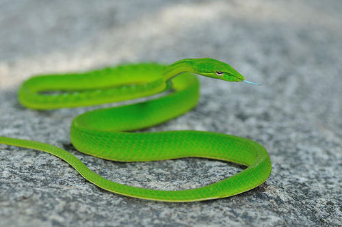绿瘦蛇图片