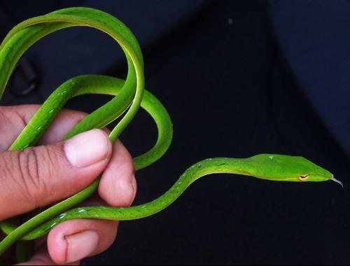 绿瘦蛇图片