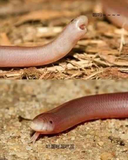 马达加斯加盲蛇图片