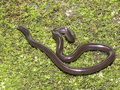 马达加斯加盲蛇图片