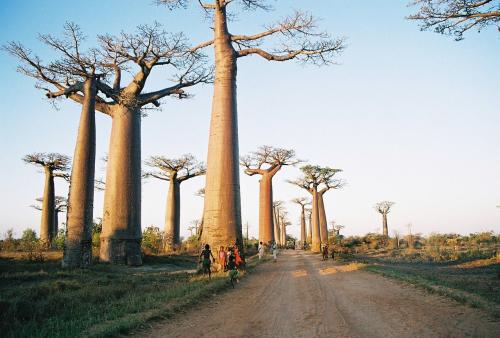 马达加斯加树蚺图片
