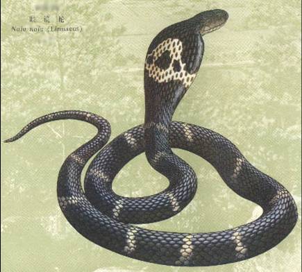 孟加拉眼镜蛇图片