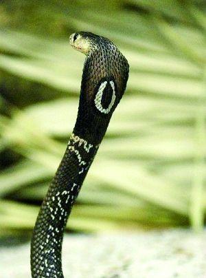 孟加拉眼镜蛇图片
