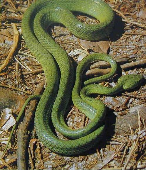 缅北腹链蛇图片