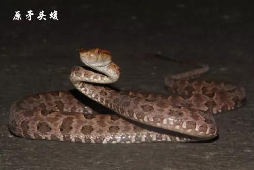 缅北原矛头蝮蛇图片