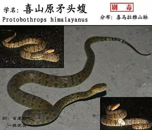 缅北原矛头蝮蛇图片