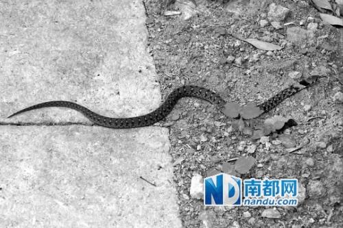 缅甸颈槽蛇图片