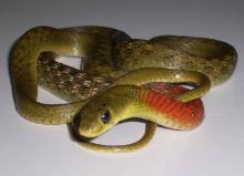 缅甸颈槽蛇图片