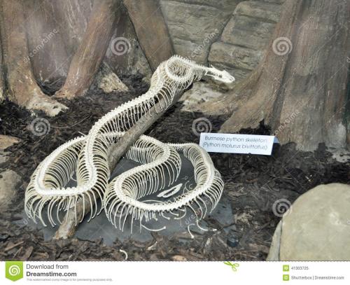 缅甸颈斑蛇图片