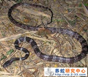 缅甸颈斑蛇图片