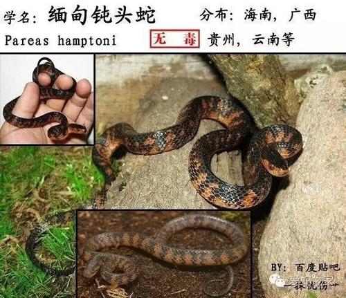 缅甸钝头蛇图片