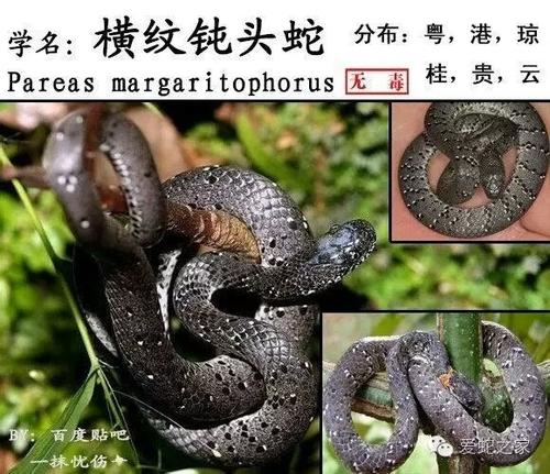 缅甸钝头蛇图片