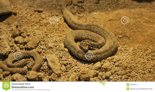 庙岛蝮蛇图片