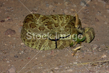 莫哈维响尾蛇图片