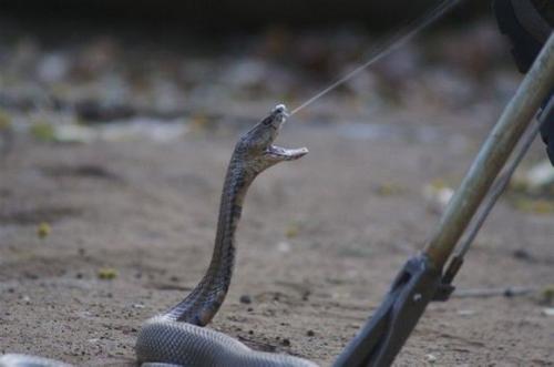 莫桑比克射毒眼镜蛇图片