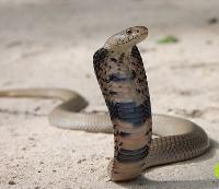 莫桑比克射毒眼镜蛇图片