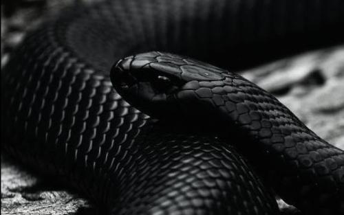 墨西哥黑色王蛇图片