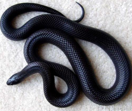 墨西哥黑色王蛇图片
