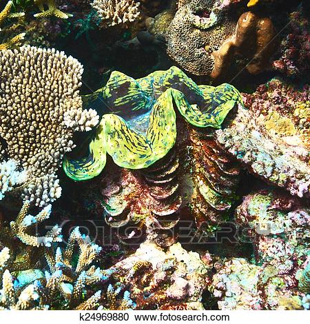 南方珊瑚蛇图片