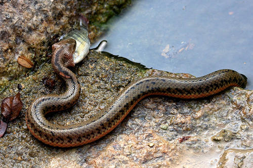 南美水蛇图片