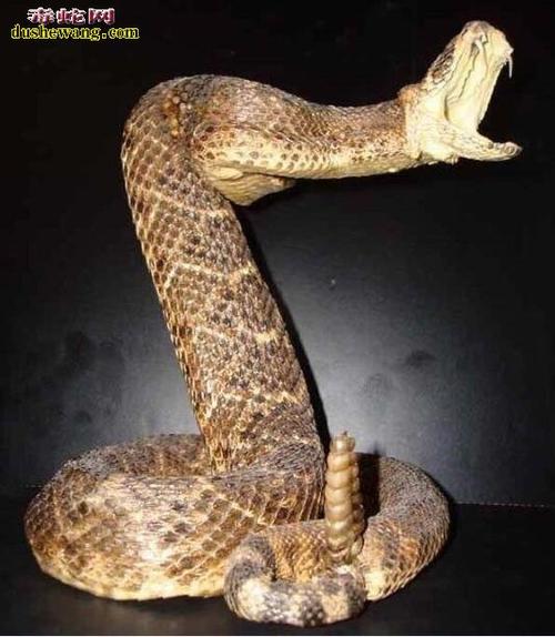 南美响尾蛇图片