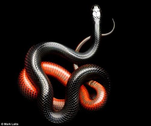 拟蚺蛇图片