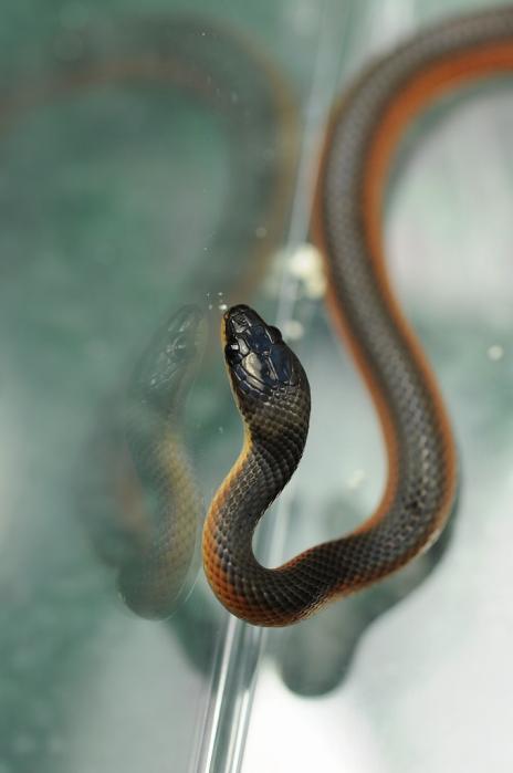 拟蚺蛇图片