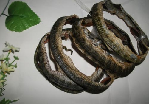平颏海蛇图片