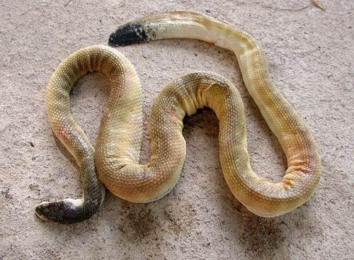 平颏海蛇图片