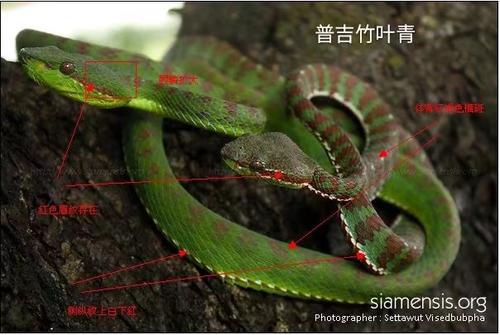 坡普竹叶青蛇图片