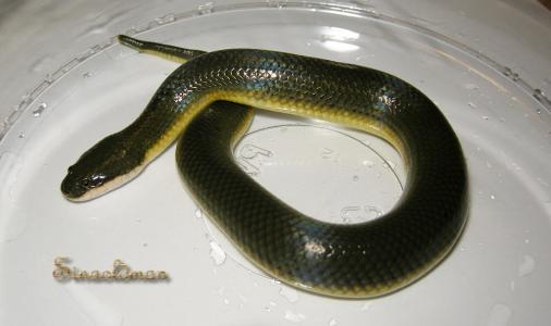 铅色水蛇图片