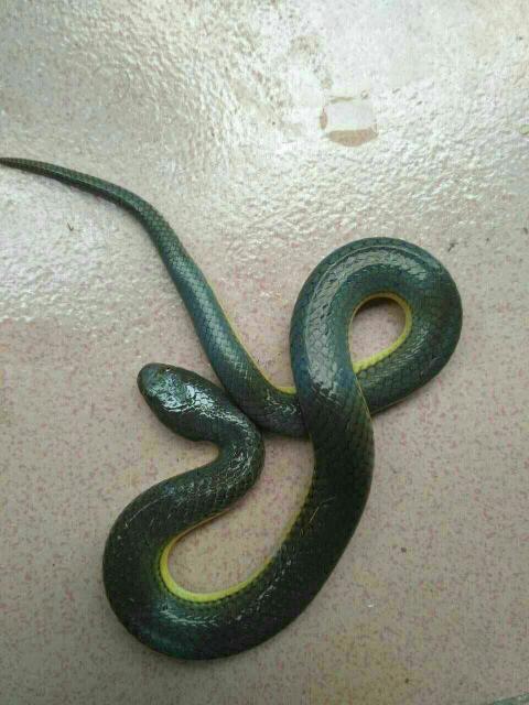 铅色水蛇图片