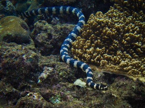 青环海蛇图片