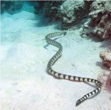 青环海蛇图片