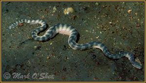 青灰海蛇图片
