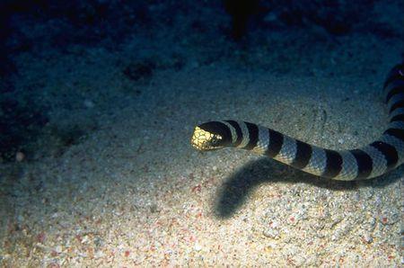 青灰海蛇图片