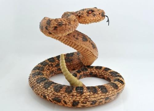 热带响尾蛇图片