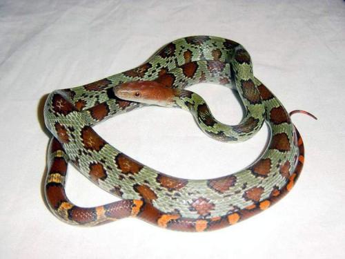 日本锦蛇图片