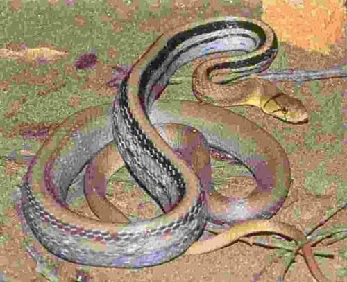 三索锦蛇图片