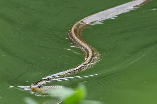 三索锦蛇图片