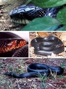 森王蛇图片
